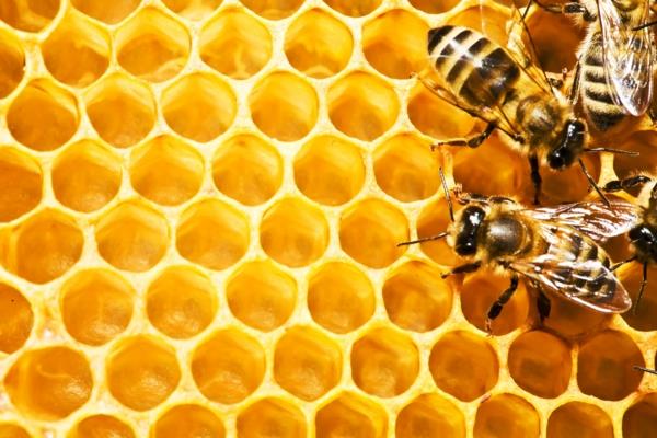 on hunaja terve hunajakenno mehiläisiä