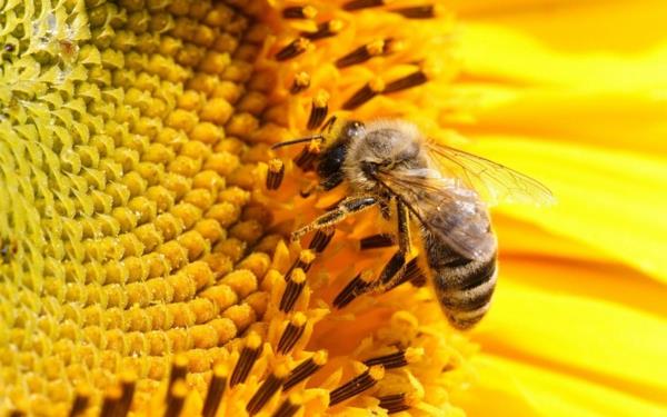 on hunaja terve siitepöly kerätä nektaria mehiläisiä