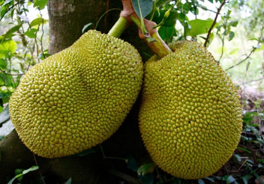 Jackfruit a terhesség alatt 3