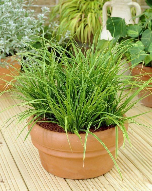 japani kultapiikki Carex morrowii kestävät parvekekasvit
