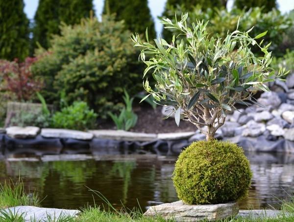japanilainen puutarha art bonsai puu sammalpallo DIY Kokedama