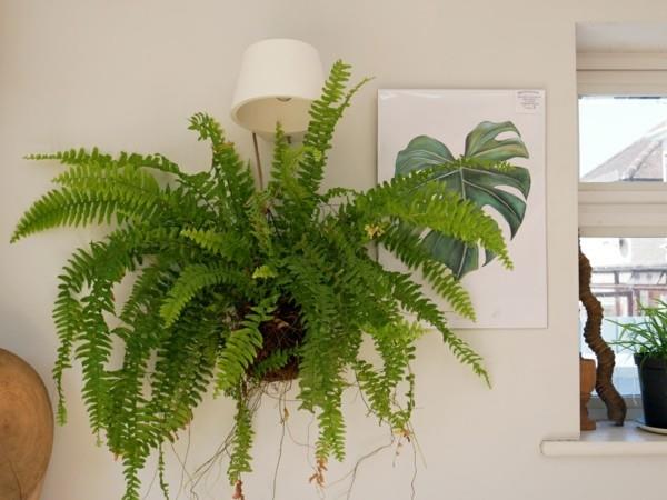japanilainen puutarhanhoito bonsai saniaiset huonekasvit DIY Kokedama