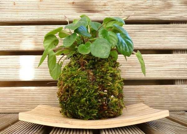 Japanilainen puutarha Art Bonsai Moss Ball DIY Kokedama huonekasvit