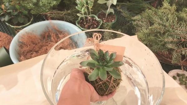 Japanilainen puutarha taide bonsai sammal pallo koristelu Kokedama