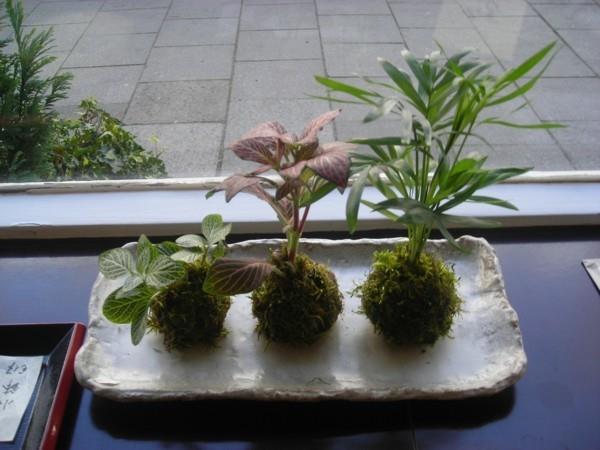 japanilainen puutarhataide bonsai -sammalpallot DIY luo kokedamaa