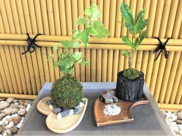japanilainen puutarhataideidea sammalpallo Kokedama