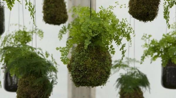 japanilainen puutarhataideidea sammalpallo roikkuu Kokedama