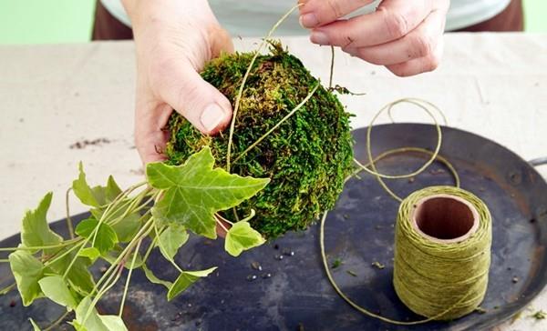 Japanilainen puutarhataide Kokedama -sammalpallo, joka on kääritty langalla