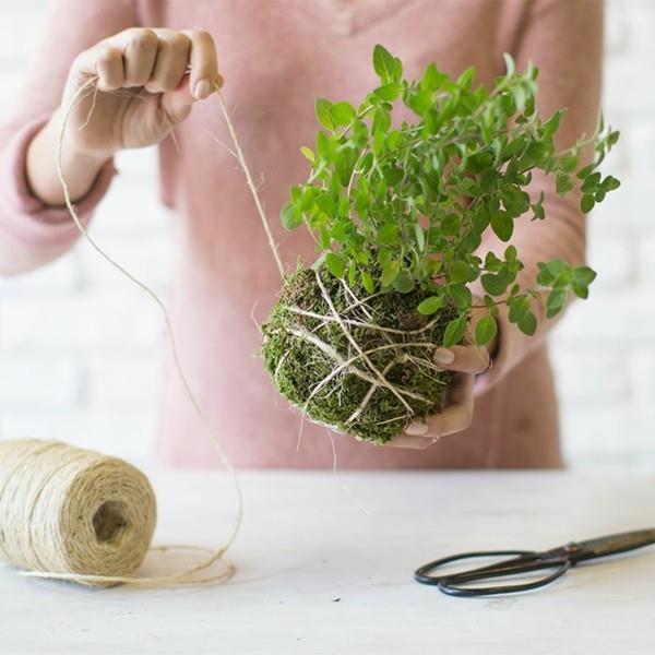 Japanilainen puutarhataide sammalpallo DIY Kokedama -sammalipallon kääre langalla