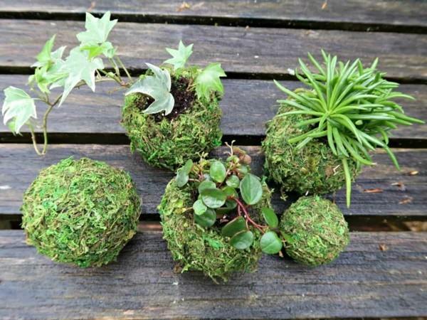 japanilainen puutarha taide sammalpallo DIY Kokedama sammalpallot