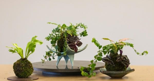 Japanilainen puutarha taide sammalpallo DIY Kokedama
