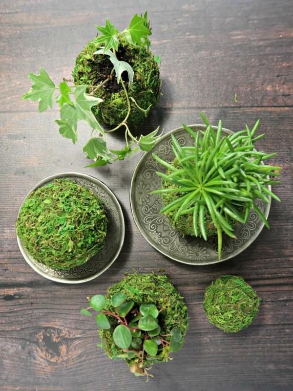 japanilainen puutarhanhoito mehikasvit huonekasvit DIY Kokedama