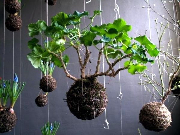japanilainen puutarhanhoito roikkuu bonsai sammal pallo Kokedama