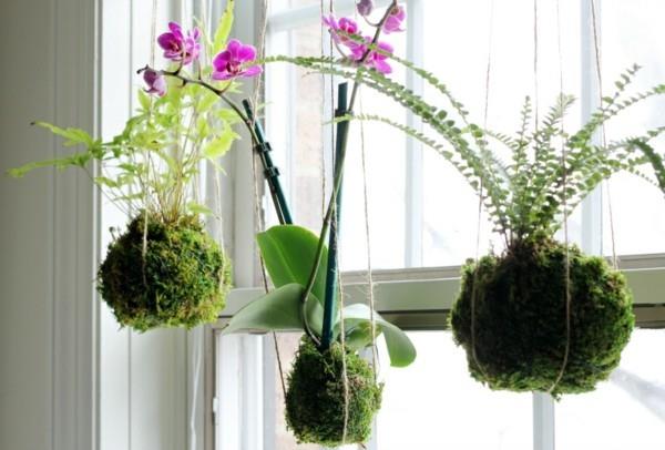 Japanilaiset sammalpallot Kokedama tekevät DIY -ideoita itse