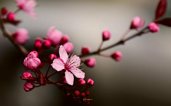 japanilainen horoskooppi kirsikankukka