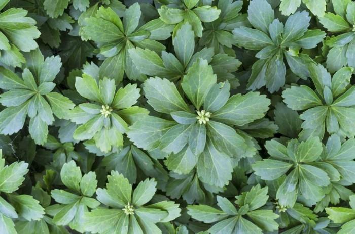 japanilainen ysander pachysandra terminalis varjostin