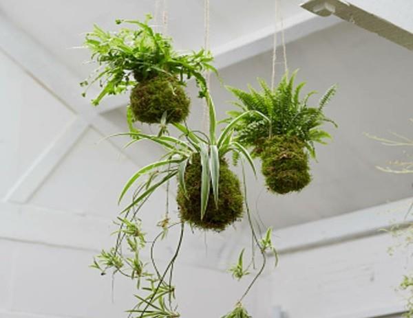 Japanilainen Kokedama tekee ideoita itse