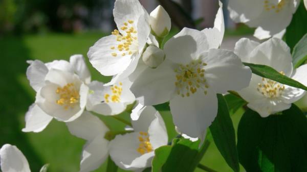 jasmiini kasvi valkoinen kauniita kukkia merkitys