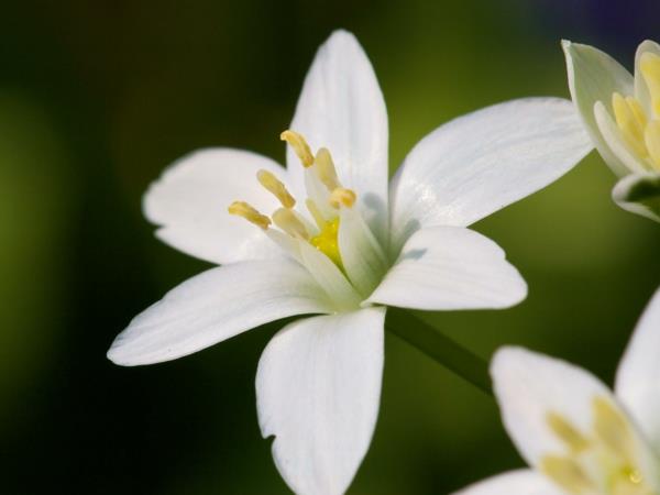 jasmiini valkoinen sisustus ideoita kukat merkitys