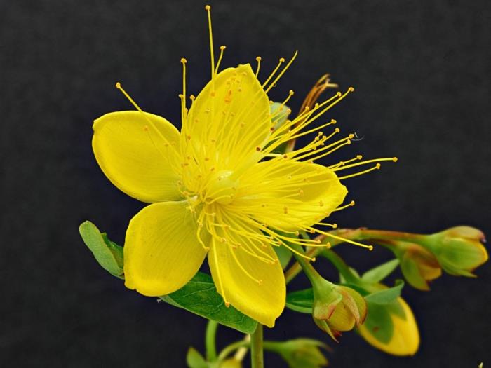 Mäkikuisma Hypericum perforatum parantavat ominaisuudet