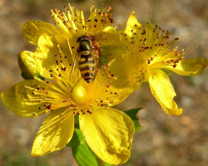 Mäkikuisma kukka mehiläinen lääkekasvien terveys