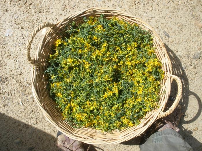 Mäkikuisman vaikutus poimintakorin terveys