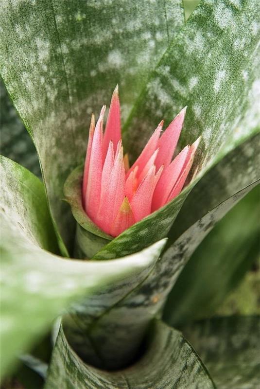 nuori kasvi aechmea fasciata