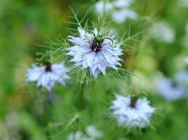 kauniita kukkia nigella damascena