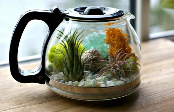 kahvipannu mini terrarium ilma kasvit mehikasveja