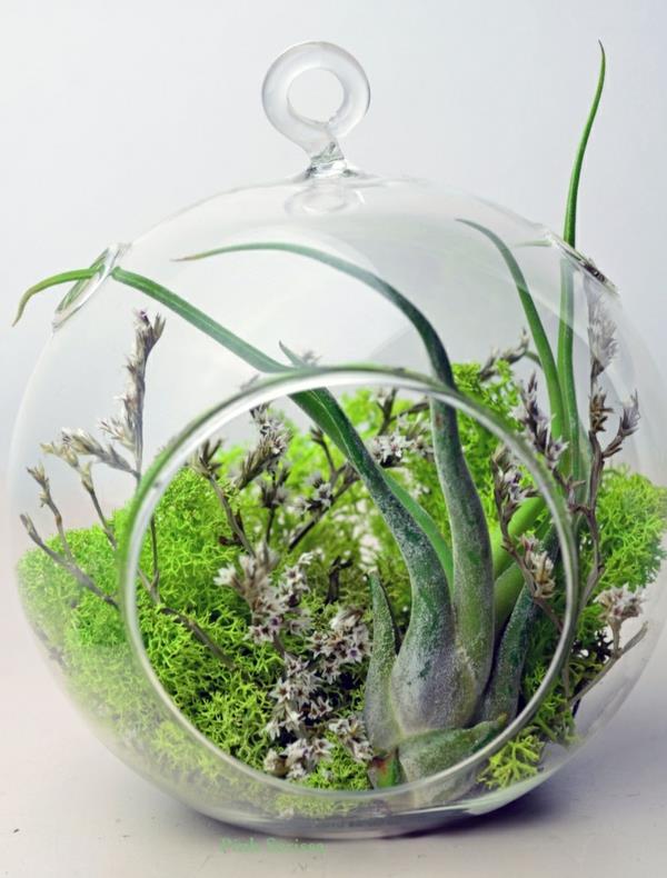 kahvipannu terrarium pyöreä lasisammal