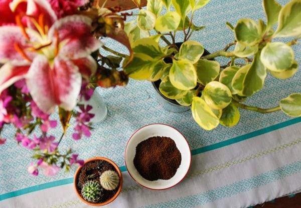 Käytä kahvinporoja kasvien ja kukkien lannoitteena