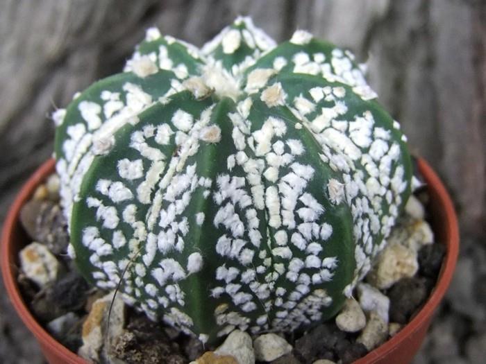 kaktuslajit Astrophytum -koristeideoita