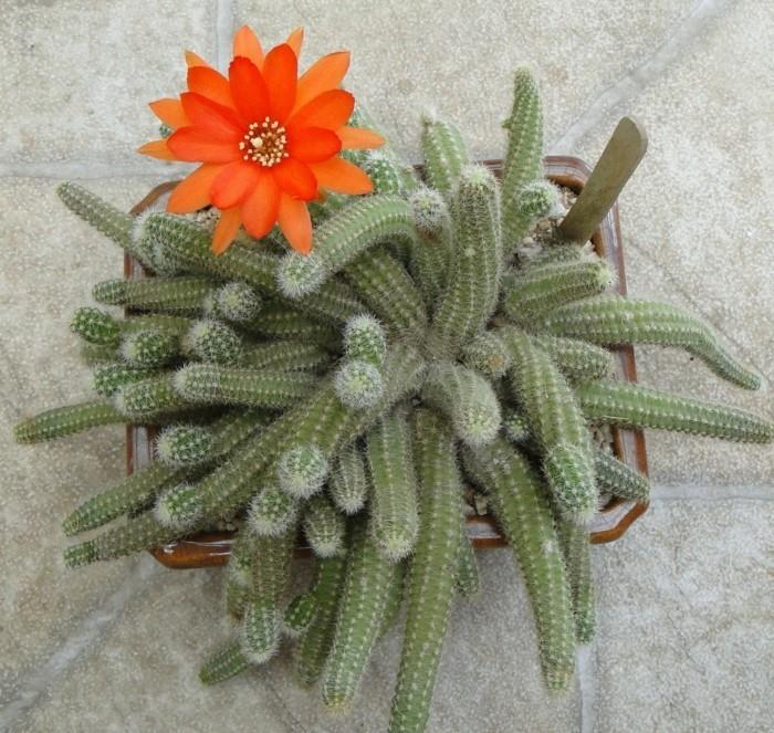 kaktukset Chamaecereus -kukka
