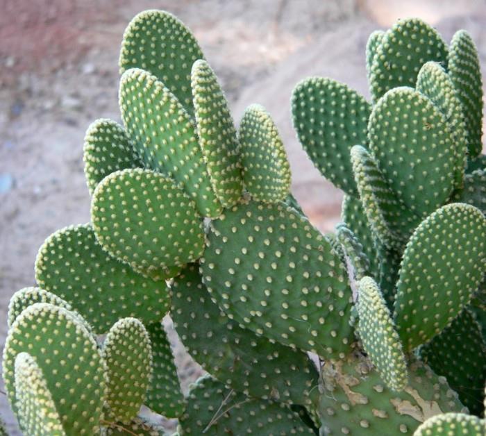 kaktukset Opuntia epäonnistui