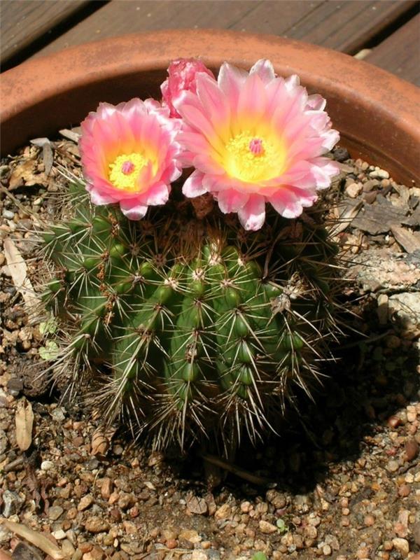 kaktuslajit Parodia kaunis kukkiva mehevä laji