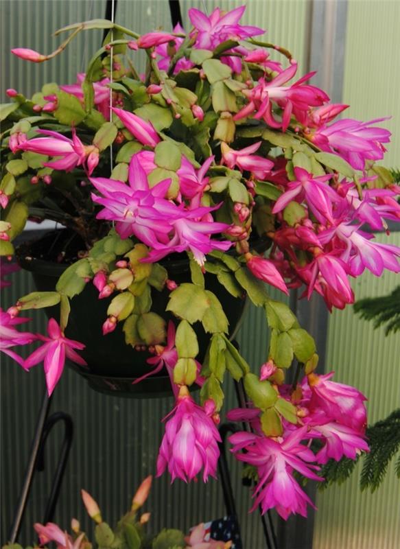 kaktukset Schlumbergera epätavalliset violetit kukat