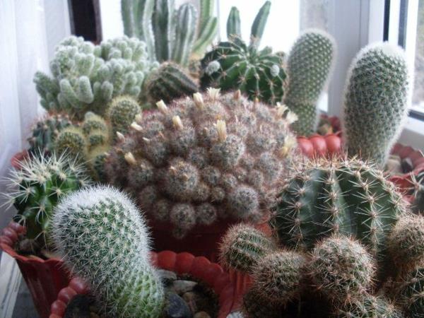 ideoita kaktusten kukkaruukun sisäkasveista