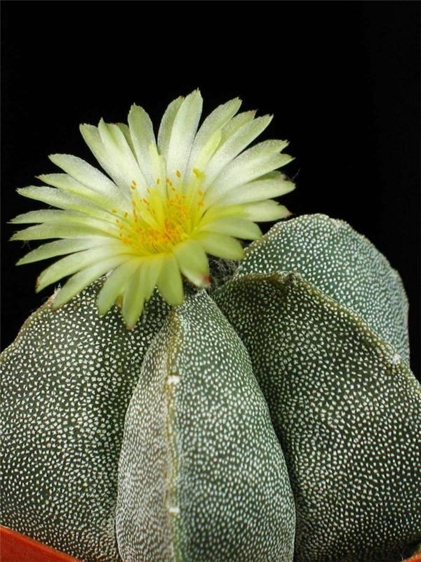 kaktuslaji Astrophytum -ruukkukukka