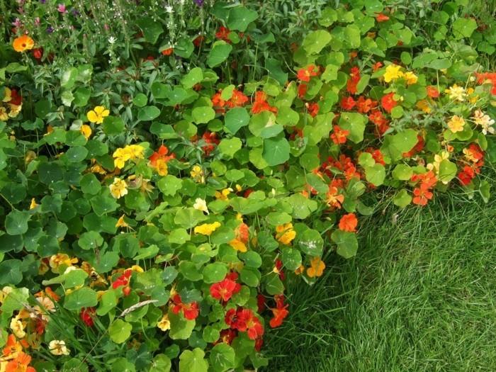 nasturtiums rajana puutarhassa