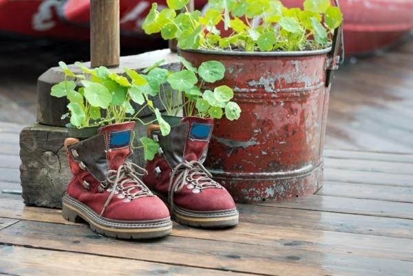 nasturtiums vanhat kengät kesäkoriste