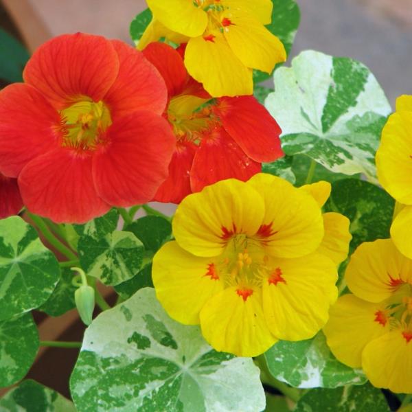 nasturtium punaiset keltaiset kukat