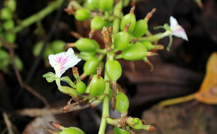 kardemumma aromaattinen terve kasvi hedelmät kukat