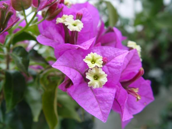 karibian saaret bougainvillea grenada