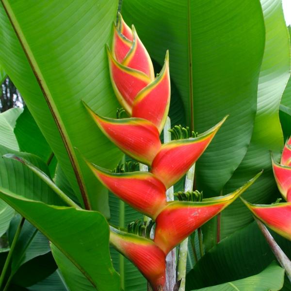 Karibian saaret heliconia montserrat