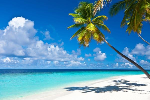 karibian saaret meri palmuja hiekka