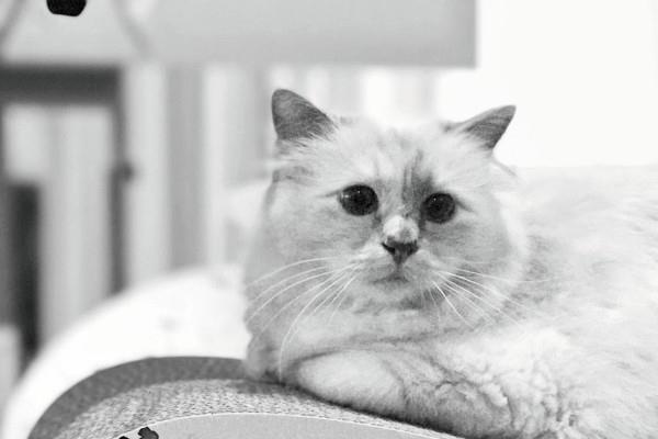 cat by karl lagerfeld loistava kuva choupette