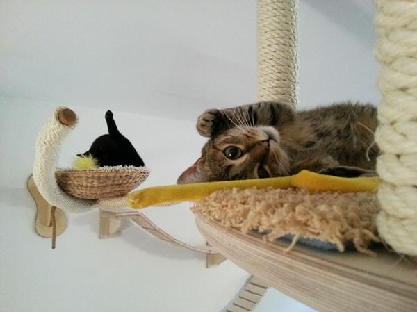 kissa huonekalujen suunnittelu tyytyväinen onnellinen leikkisä