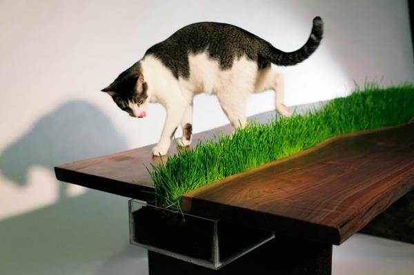 kissan huonekalut ympäristöystävällinen design kasvispöytä