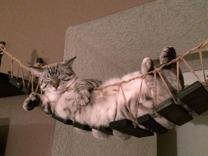 kissan huonekalut roikkuu portaat puu köydet