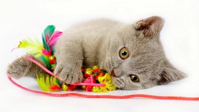 tinker kissan lelut värikkäitä